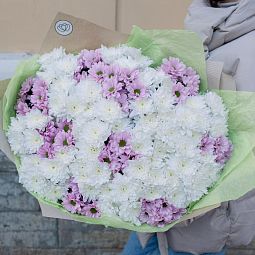 Букет из 51 белой и розовой кустовой хризантемы