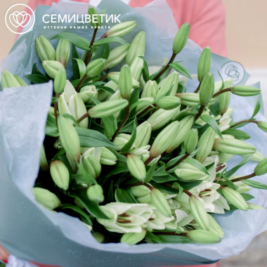Букет из 7 белых лилий азиатка в голубой пленке