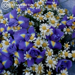 Букет из 15 ирисов и 10 матрикарий в голубой пленке