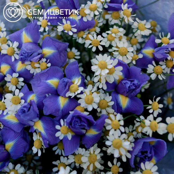 Букет из 15 ирисов и 10 матрикарий в голубой пленке