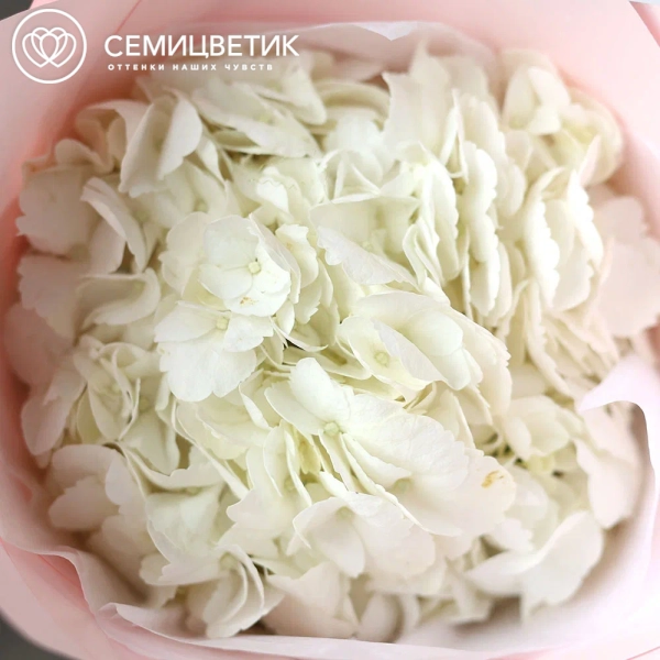 Букет из 1 белой гортензии