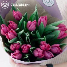 Букет из 15 малиновых тюльпанов в сиреневой пленке