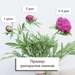 Пион Standart Красный поштучно