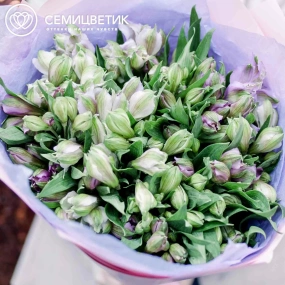 Букет из 25 сиреневых альстромерий в розовой пленке