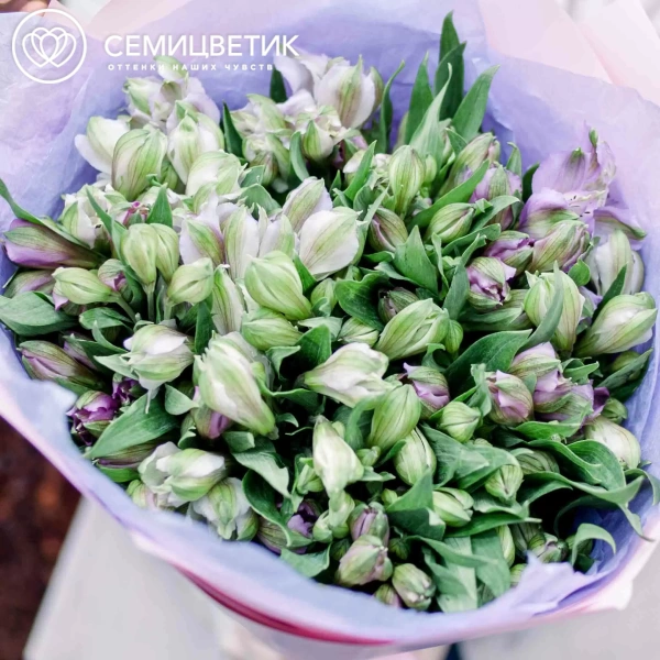 Букет из 25 сиреневых альстромерий в розовой пленке