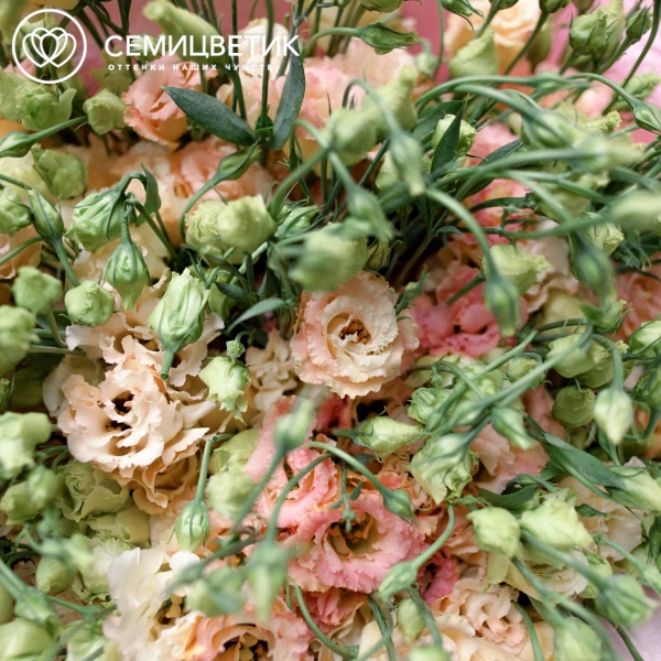 Букет из 51 розового махрового лизиантуса в белой пленке