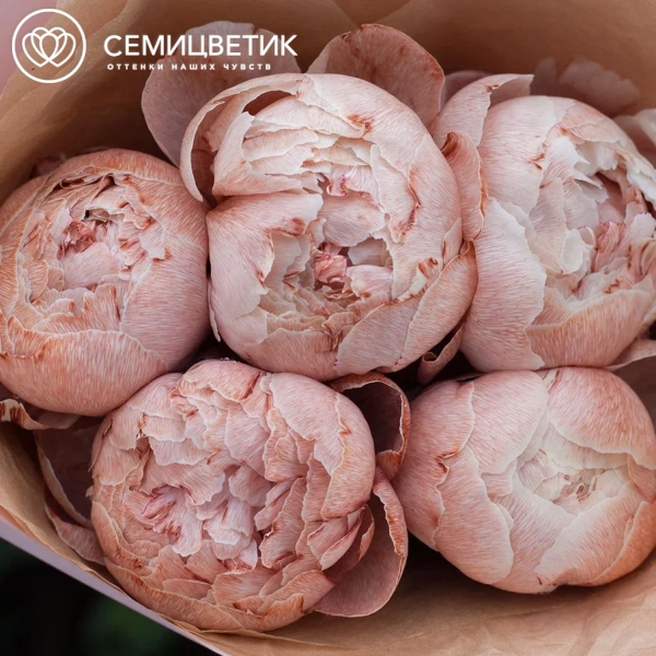 Букет из 5 пионов брауни Premium