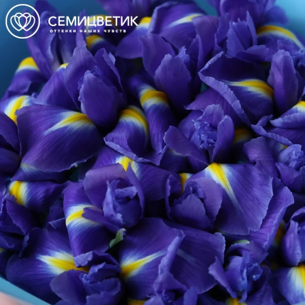 Букет из 19 синих ирисов