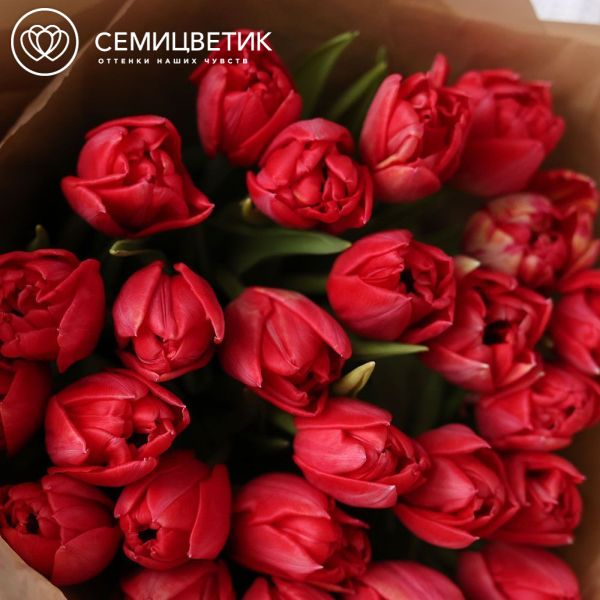 Букет из 25 красных пионовидных тюльпанов