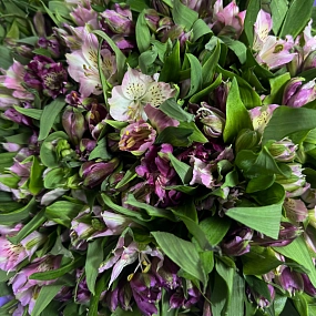 Букет из 101 фиолетовой и розовой альстромерии