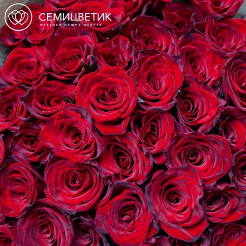 Букет из 51 красной с темной каймой розы (Россия) 70 см