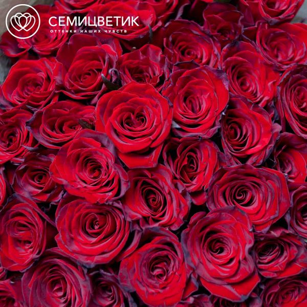 Букет из 51 красной с темной каймой розы Магия 70 см (Россия)