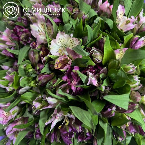 Букет из 101 фиолетовой и розовой альстромерии