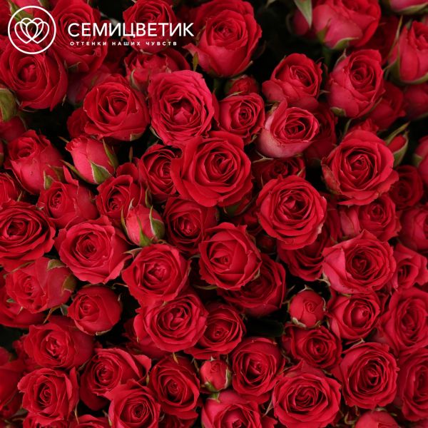 Букет из 151 малиновой кустовой розы 40-50 см (Россия)