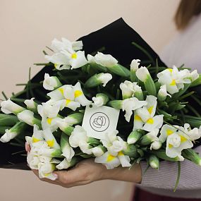 Букет из 51 белого ириса