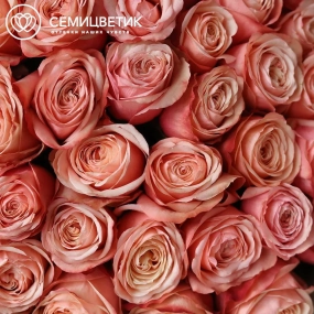 Букет из 51 пионовидной розы Kahala 50 см (Эквадор) в зеленой пленке