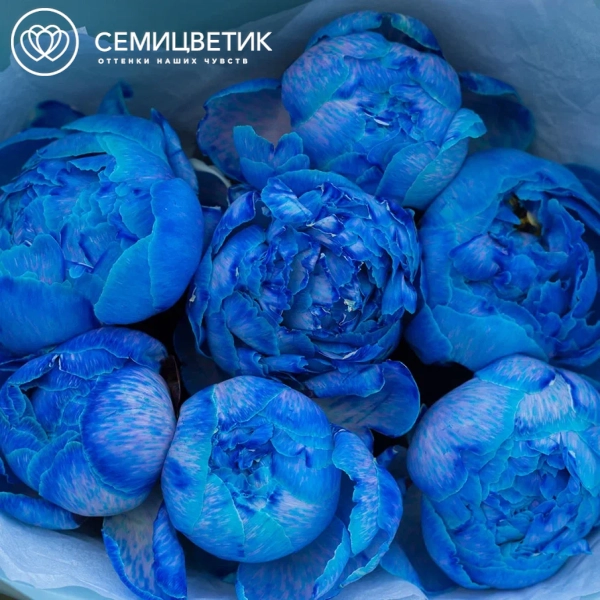Букет из 7 синих пионов Premium