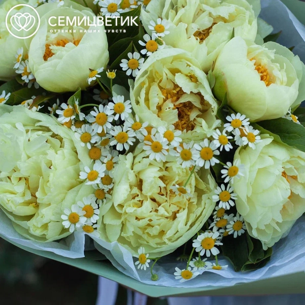 Букет из 9 лимонных пионов Lemon Chiffon Premium с матрикарией