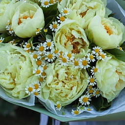 Букет из 9 лимонных пионов Lemon Chiffon Premium с матрикарией