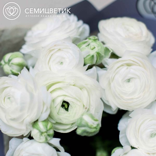 Букет из 15 белых ранункулюсов