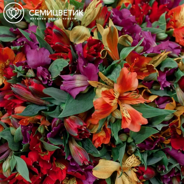 Букет из 51 альстромерии яркий микс в упаковке