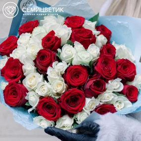Букет из 51 красной и белой розы 35-40 см (Россия) в голубой пленке