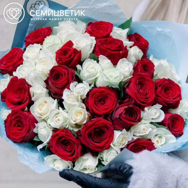 Букет из 51 красной и белой розы 35-40 см (Россия) в голубой пленке