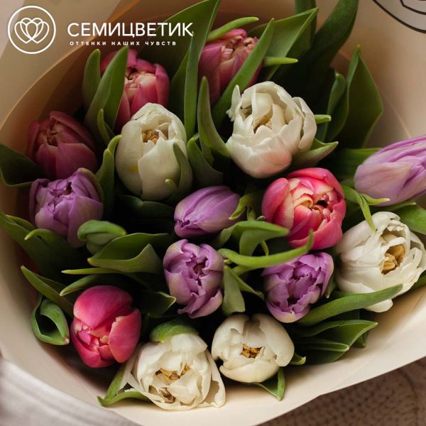 Букет из 15 пионовидных тюльпанов нежный микс в кремовой пленке