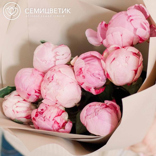 Букет из 9 розовых пионов Premium в кремовой пленке