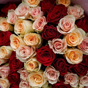 Букет из 51 кремовой, нежно-розовой и красной розы 35-40 см (Кения) в голубой пленке