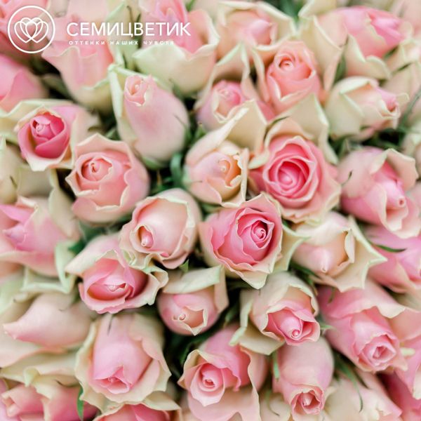 Букет из 35 розовых с фисташковой каймой роз 40 см (Кения)