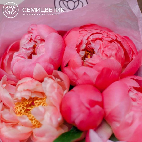 Букет из 5 коралловых пионов Coral Sunset Premium