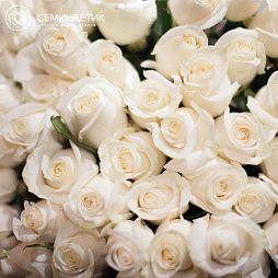 7 белых роз (Эквадор) 70 см Alba
