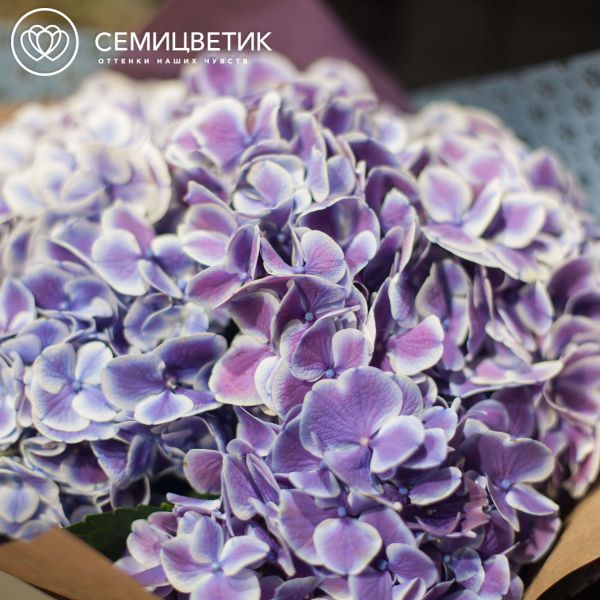 Букет из 5 фиолетовых гортензий с белой каймой