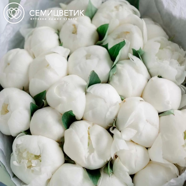 Букет из 25 белых пионов Premium в зеленой пленке