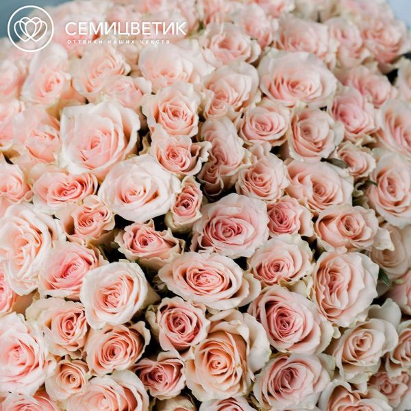 Букет из 101 нежно-розовой розы 40 см (Кения) в голубой пленке