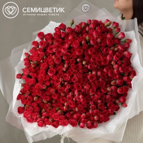 Букет из 101 малиновой кустовой розы 40-50 см (Россия) в прозрачной упаковке