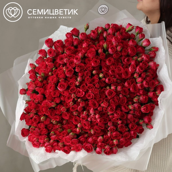 Букет из 101 малиновой кустовой розы 40-50 см (Россия) в прозрачной упаковке