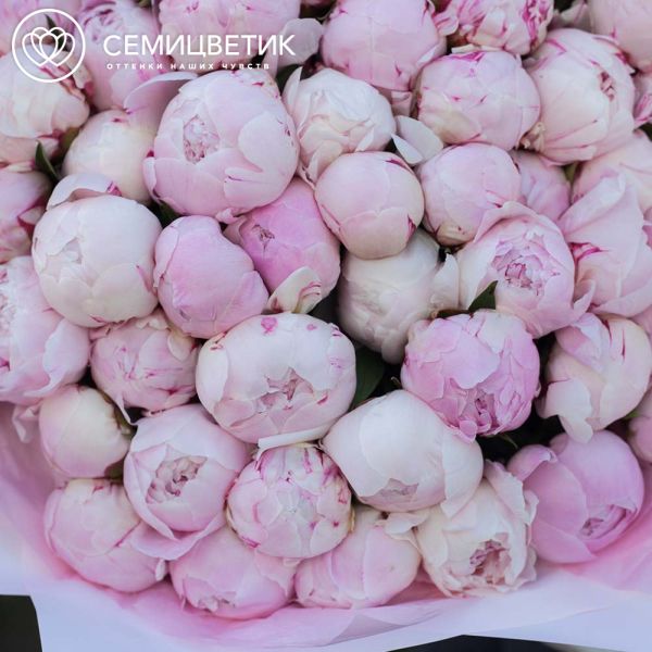 Букет из 51 розового пиона Standart Plus