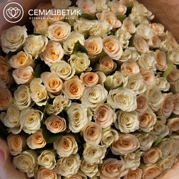 Букет из 101 белой и кремовой розы 40 см (Кения) в кремовой пленке