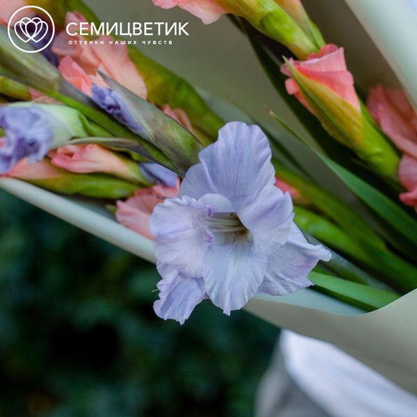 Букет из 7 сиреневых и розовых гладиолусов