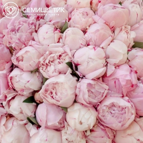 Букет из 101 розового пиона Premium в розовой пленке