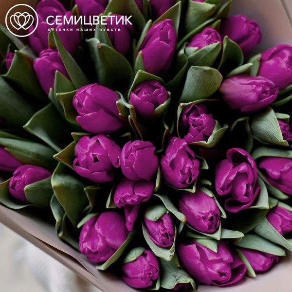 Букет из 35 фиолетовых тюльпанов
