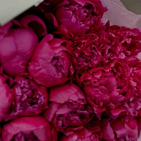 Букет из 25 ярко-розовых пионов Standart Plus в зеленой пленке