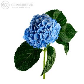 Гортензия Голубая поштучно