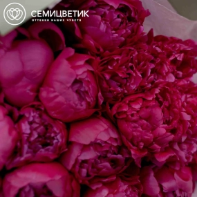 Букет из 25 ярко-розовых пионов Standart Plus в зеленой пленке