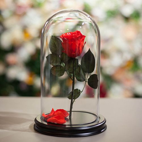 Красная роза в колбе 28 см