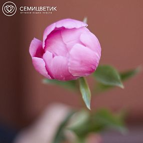Пионы Ярко-розовые поштучно