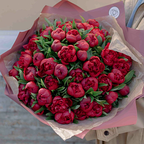Букет из 51 бордового пиона Standart в розовой пленке