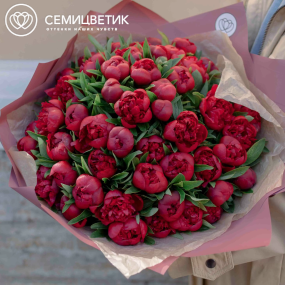 Букет из 51 бордового пиона Standart в розовой пленке